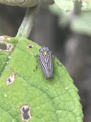 Graphocephala appropinquans