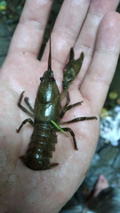 Austropotamobius torrentium