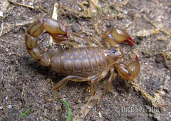 Bothriurus flavidus