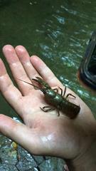 Austropotamobius torrentium