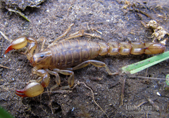 Bothriurus flavidus