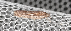 Acantholena siccella