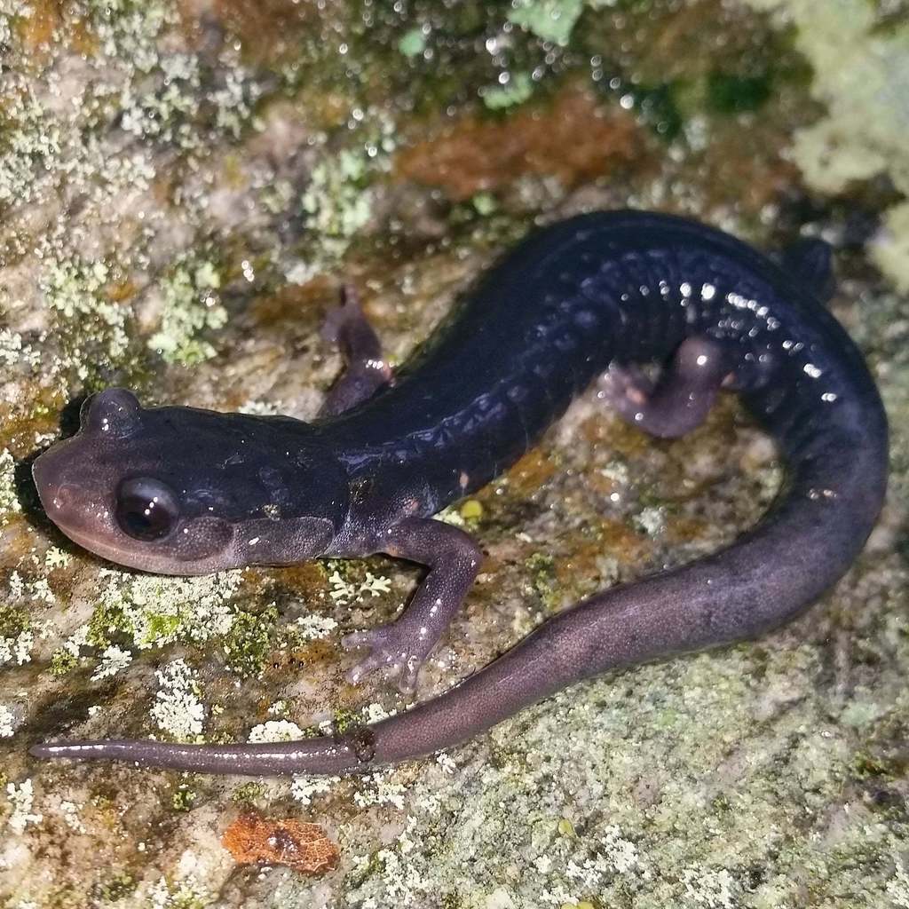 Blue Ridge Gray-Cheeked Salamander