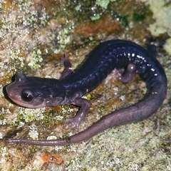 Plethodon amplus