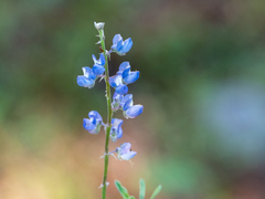 Lupinus angustifolius
