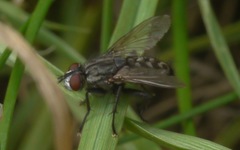 Sarcophagidae