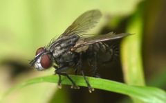 Sarcophagidae