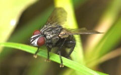 Sarcophagidae