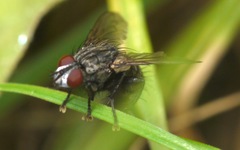 Sarcophagidae