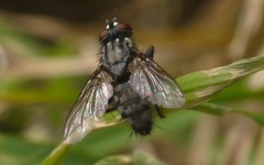 Sarcophagidae