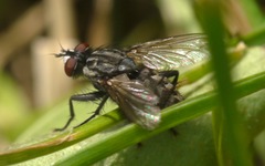 Sarcophagidae
