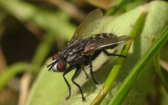 Sarcophagidae