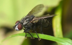 Sarcophagidae