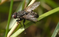 Sarcophagidae