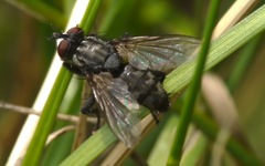 Sarcophagidae