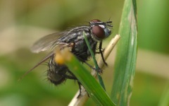 Sarcophagidae