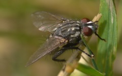Sarcophagidae
