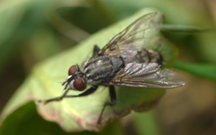 Sarcophagidae