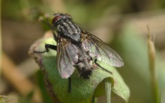 Sarcophagidae