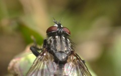 Sarcophagidae