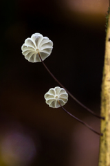 Marasmius rotalis