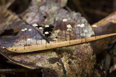 Marasmius rotalis