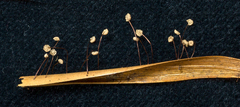 Marasmius rotalis