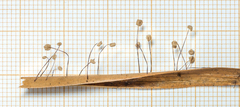 Marasmius rotalis