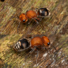 Pseudomethoca vanduzei