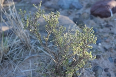 Angiospermae