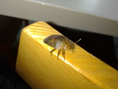 Coleotichus artensis