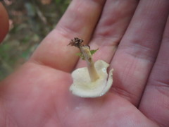 Helvella macropus