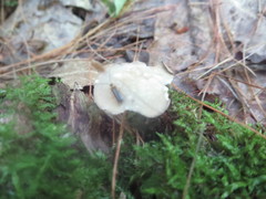 Helvella macropus