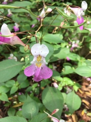 Impatiens balfourii