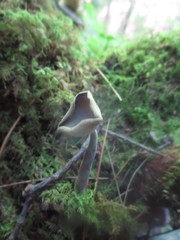 Helvella macropus image