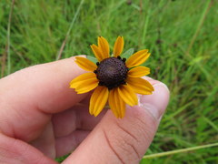 Rudbeckia fulgida spathulata