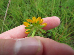 Rudbeckia fulgida spathulata