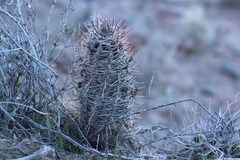 Austrocactus bertinii