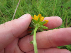Rudbeckia fulgida spathulata