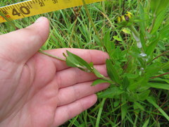 Rudbeckia fulgida spathulata
