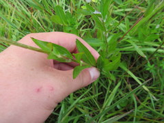 Rudbeckia fulgida spathulata