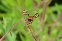 Tritoxa incurva