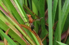 Tritoxa incurva