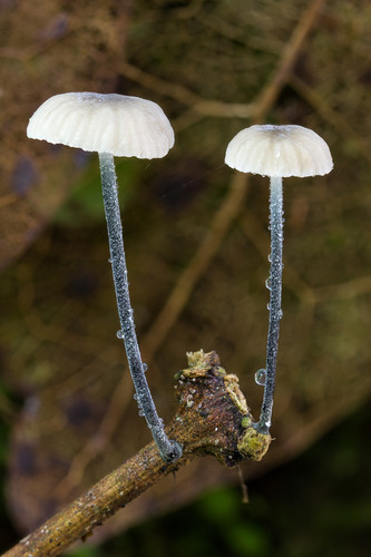 Tetrapyrgos atrocyanea