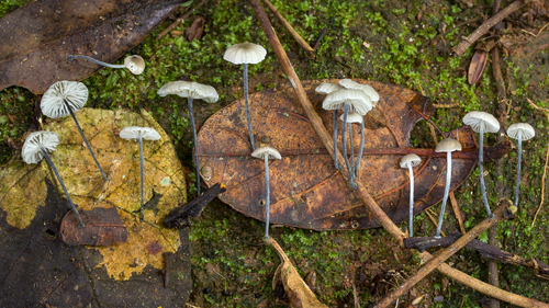 Tetrapyrgos atrocyanea