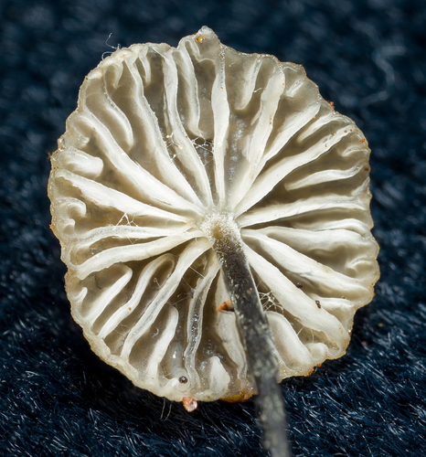 Tetrapyrgos atrocyanea