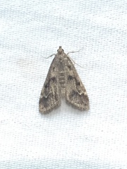 Parapoynx obscuralis