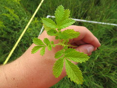 Agrimonia microcarpa