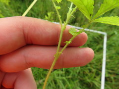 Agrimonia microcarpa