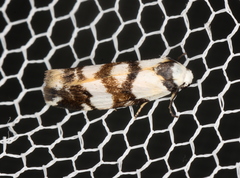 Thallarcha staurocola